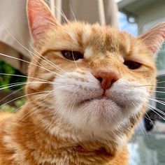 an orange and white cat looking at the camera