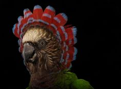 a close up of a parrot wearing a red and blue hat