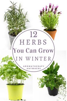 herbs you can grow in winter