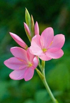 two pink flowers with green leaves in the background