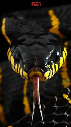 a black and yellow snake with its tongue out