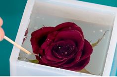 a person holding a toothbrush in front of a red rose