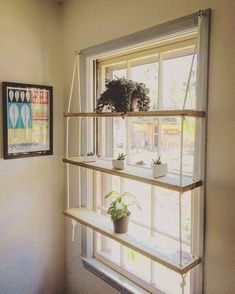 a window sill filled with plants next to a potted plant on top of a wooden shelf