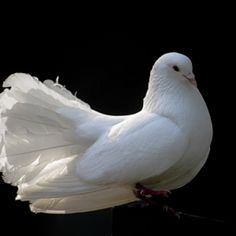 a white bird with its wings spread out