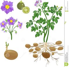 the plant life cycle on a white background stock photo - image 349784