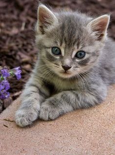 a small gray kitten sitting on top of a rock next to purple and white flowers