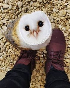 an owl is sitting on top of someone's feet and has it's eyes wide open