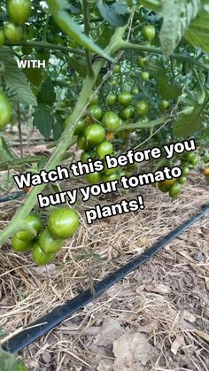 green tomatoes growing on the vine with text that reads, watch this before you burn your tomato plants