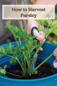 a person is cutting parsley in a blue pot with the words how to harvest parsley