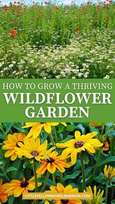 wildflower garden with text overlaying how to grow a thriving wildflower garden