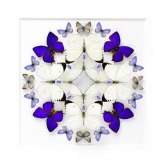 a group of blue and white butterflies on a white background