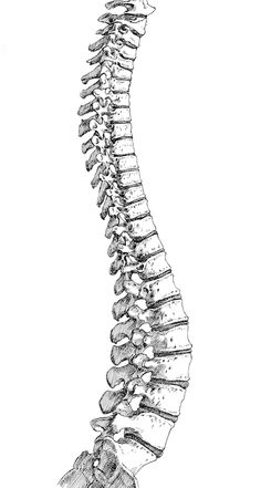 the back view of a human skeleton