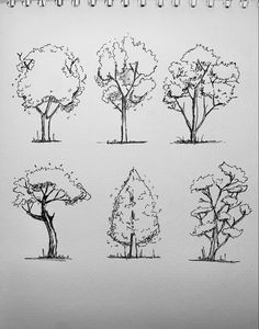 sketches of trees are shown in black and white on a sheet of paper with pencil