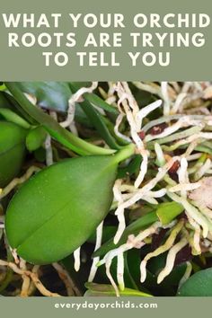 a plant with the words what your orchid roots are trying to tell you