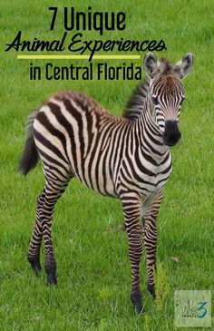 a zebra standing on top of a lush green grass covered field with the words unique animal experiences in central florida