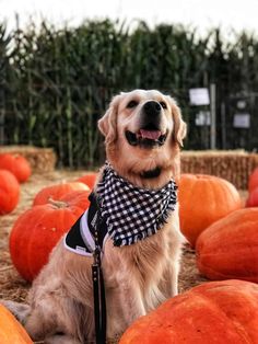 a golden retriever wearing a bandana sits among pumpkins at a pumpkin patch