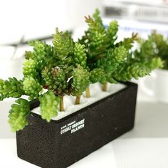 small green plants sitting in a black planter