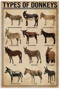 a poster with different types of donkeys on it