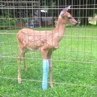 a baby deer standing in the grass behind a fence