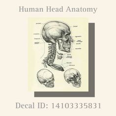 the human head and neck with labels for each section, including an image of the bones