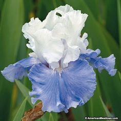 a white and blue flower with green leaves