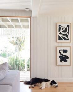 a black and white dog laying on top of a hard wood floor next to a couch