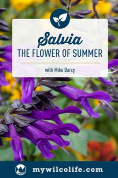 purple flowers with text saying sauna the flower of summer