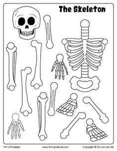 the skeleton worksheet for kids