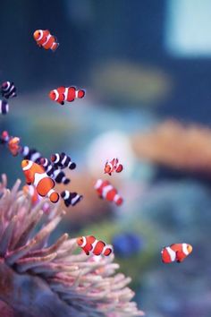 several clown fish swimming in an aquarium