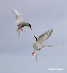 two white birds flying in the sky with red beaks