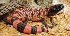 an orange and black lizard laying on the ground