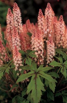 pink flowers with green leaves in the foreground and dark foliage in the back ground