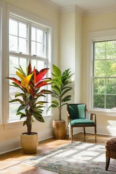 a living room filled with lots of windows and furniture next to a potted plant