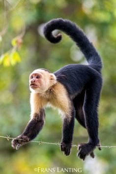 a monkey hanging on to a wire with its tail in the air and it's eyes open