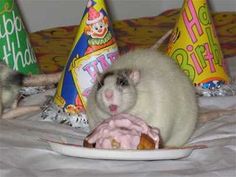 two hamsters sitting on a table with birthday hats and food in front of them