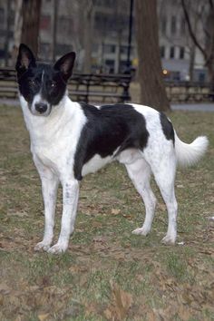 a black and white dog standing in the grass