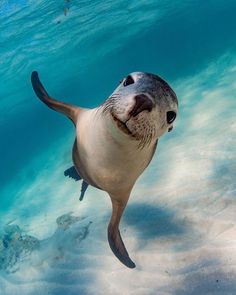 a sea lion swimming in the ocean with its head above water's surface, looking up at the camera