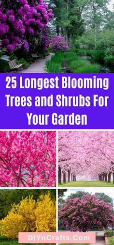 different types of trees and shrubs in the garden with text overlay that reads 25 longest blooming trees and shrubs for your garden