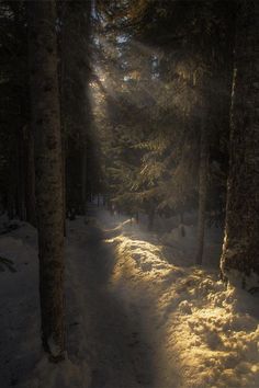 the sun is shining through the trees in the snow covered forest floor, casting light on the path