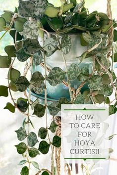 a potted plant with the words how to care for hoya curtisi on it