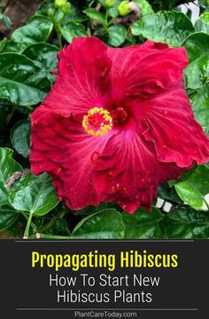 a red flower with the words propagating hirscuss how to start new hirscus plants