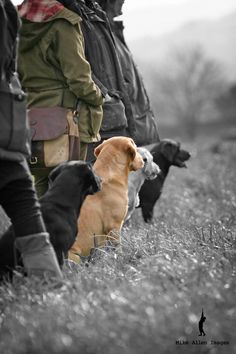 two dogs and three people are walking in the grass with their backs to each other