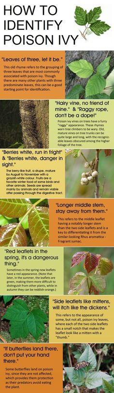 an info sheet describing how to identify the different types of plants