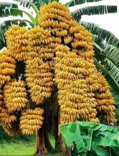 a large banana tree with lots of ripe bananas hanging from it's branches and two pictures next to it