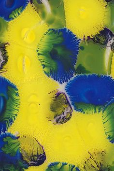 blue and yellow sea urchins with water droplets on them, under microscope lens