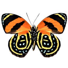 an orange and black butterfly sitting on top of a white surface