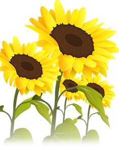 three yellow sunflowers with green leaves in the foreground, on a white background