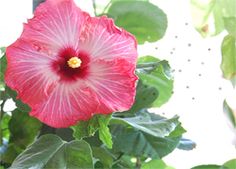 a pink flower with green leaves in the foreground and sunlight coming through the window behind it