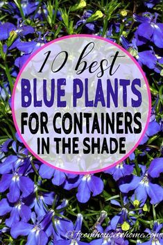 blue flowers with the words best blue plants for containers in the shade