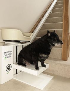 a black dog sitting on top of a white step next to a stair case in a house